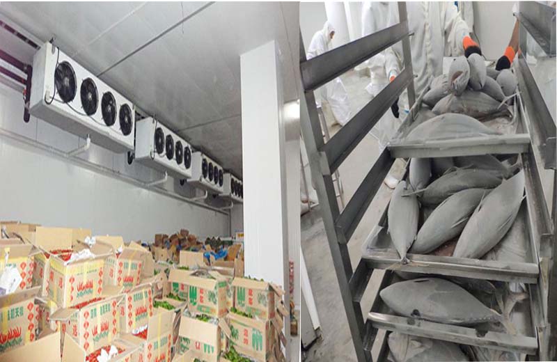 Kho Lạnh Bảo Quản Cá - Bí Quyết Giữ Trọn Hương Vị Tươi Ngon